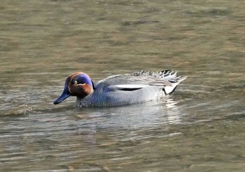 コガモ 佐鳴湖 2021年4月3日(土)