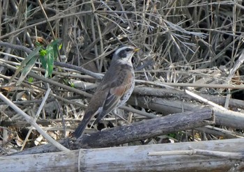 ツグミ 佐鳴湖 2021年4月3日(土)