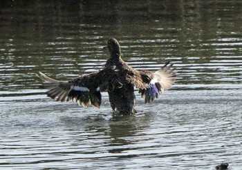 コガモ 佐鳴湖 2021年4月3日(土)