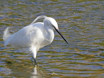 コサギ 佐鳴湖 2021年4月3日(土)