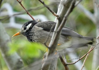 White-cheeked Starling 佐鳴湖 Sat, 4/3/2021