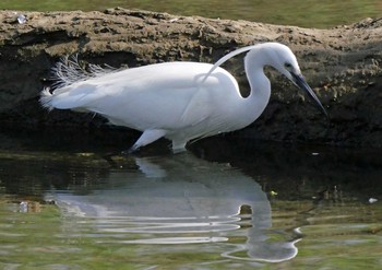 Little Egret 佐鳴湖 Sat, 4/3/2021