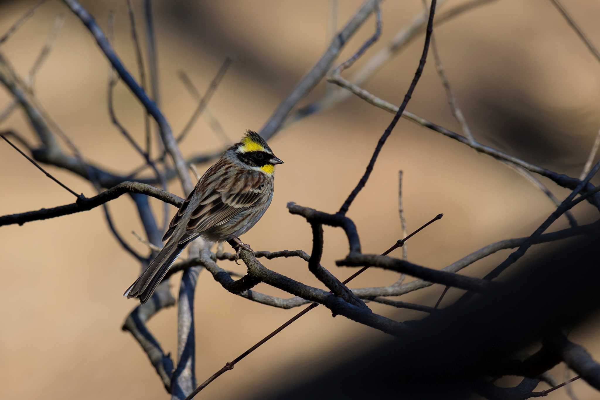 Photo of Yellow-throated Bunting at  by エナガ好き