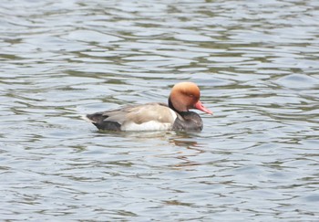 2021年4月3日(土) 兵庫県明石市の野鳥観察記録