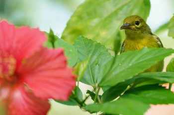 キバラタイヨウチョウ Pasir Ris Park (Singapore) 2021年4月3日(土)