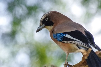 2021年4月3日(土) 上尾丸山公園の野鳥観察記録