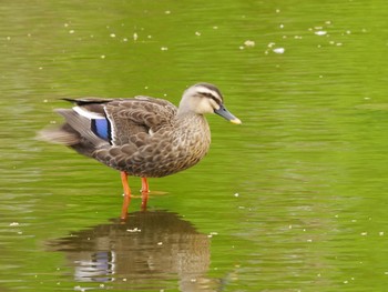 Eastern Spot-billed Duck 見沼自然公園 Sat, 4/3/2021