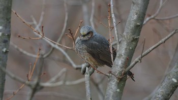 Brown-eared Bulbul 大空山公園 Sun, 2/14/2021