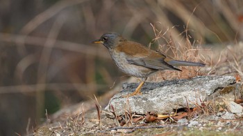 Pale Thrush 大空山公園 Sun, 2/14/2021