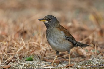 Pale Thrush 大空山公園 Sun, 2/14/2021