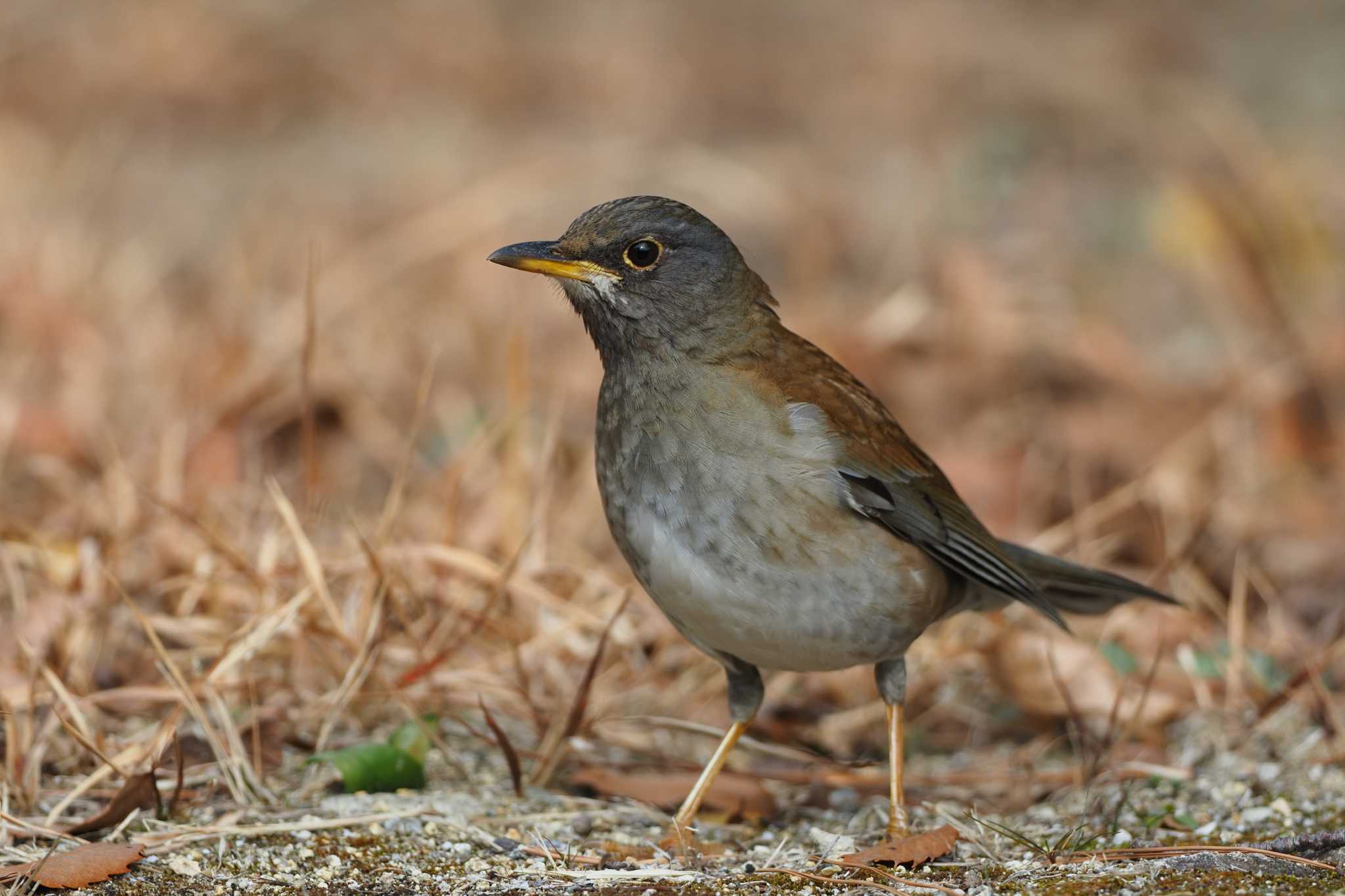 Photo of Pale Thrush at 大空山公園 by aroaro