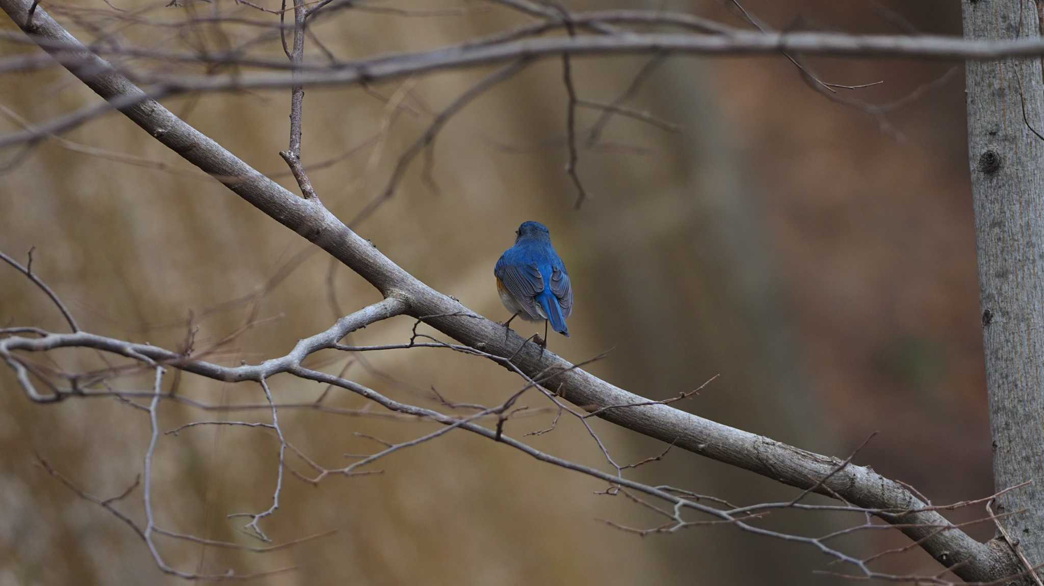 Photo of Red-flanked Bluetail at 大空山公園 by aroaro