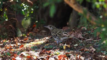 White's Thrush 大空山公園 Sun, 2/14/2021