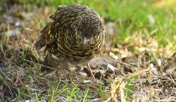 トラツグミ 葛西臨海公園 2017年2月4日(土)