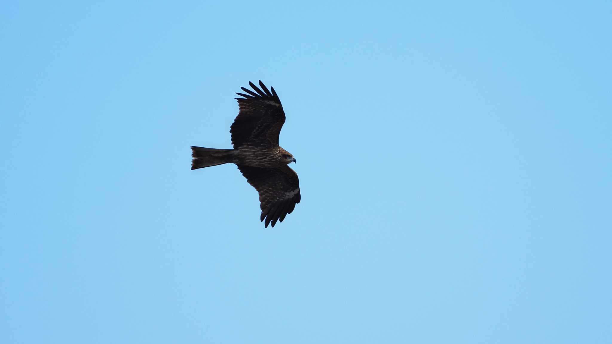 Photo of Black Kite at 大空山公園 by aroaro
