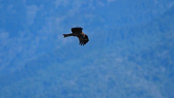 Black Kite Unknown Spots Sun, 2/14/2021