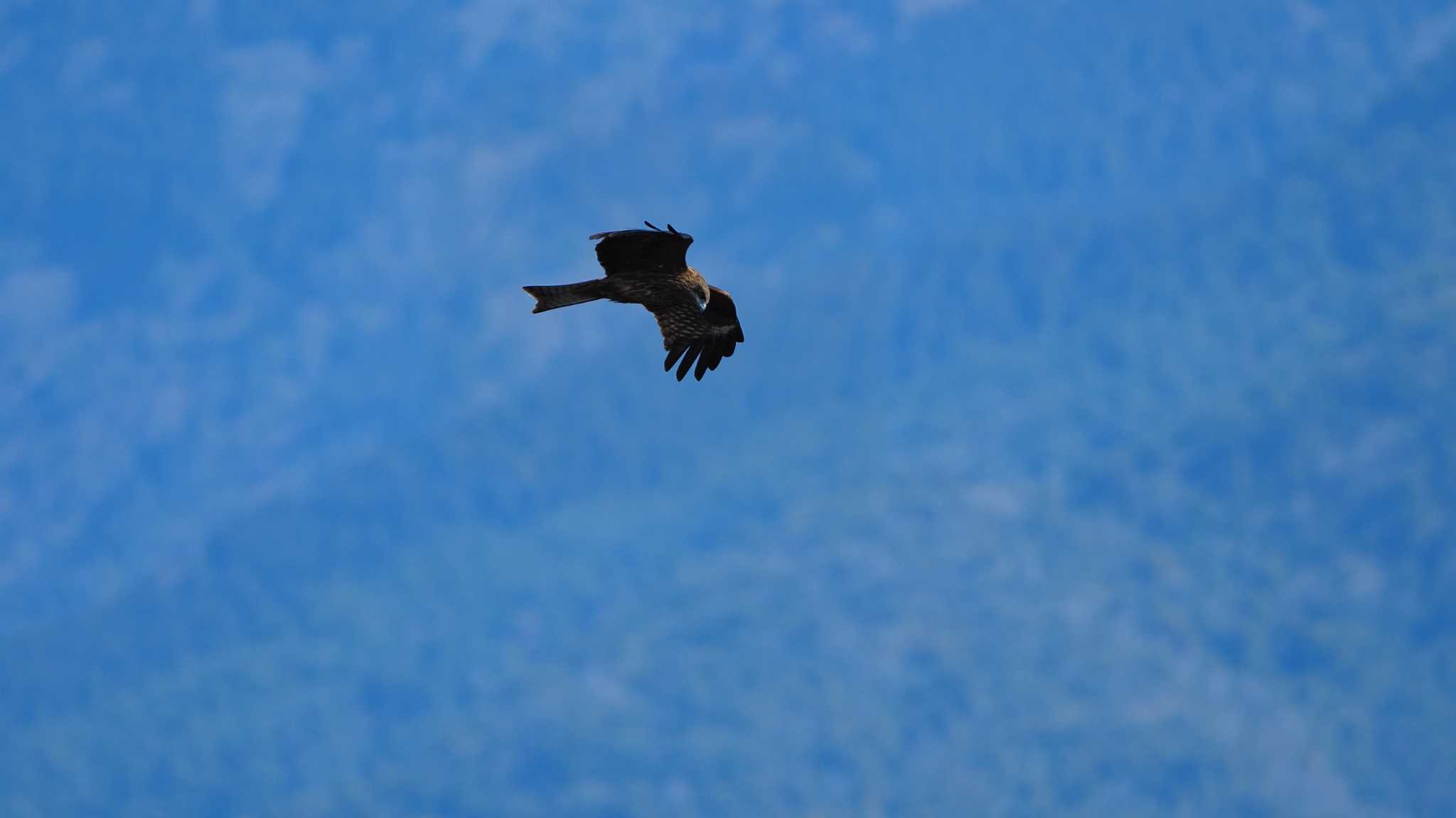 Photo of Black Kite at  by aroaro