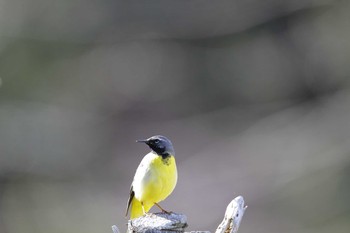 Grey Wagtail 神奈川県相模原市 Sat, 4/3/2021