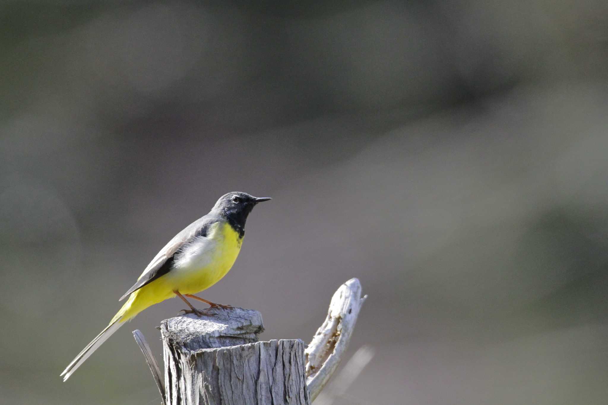 Grey Wagtail