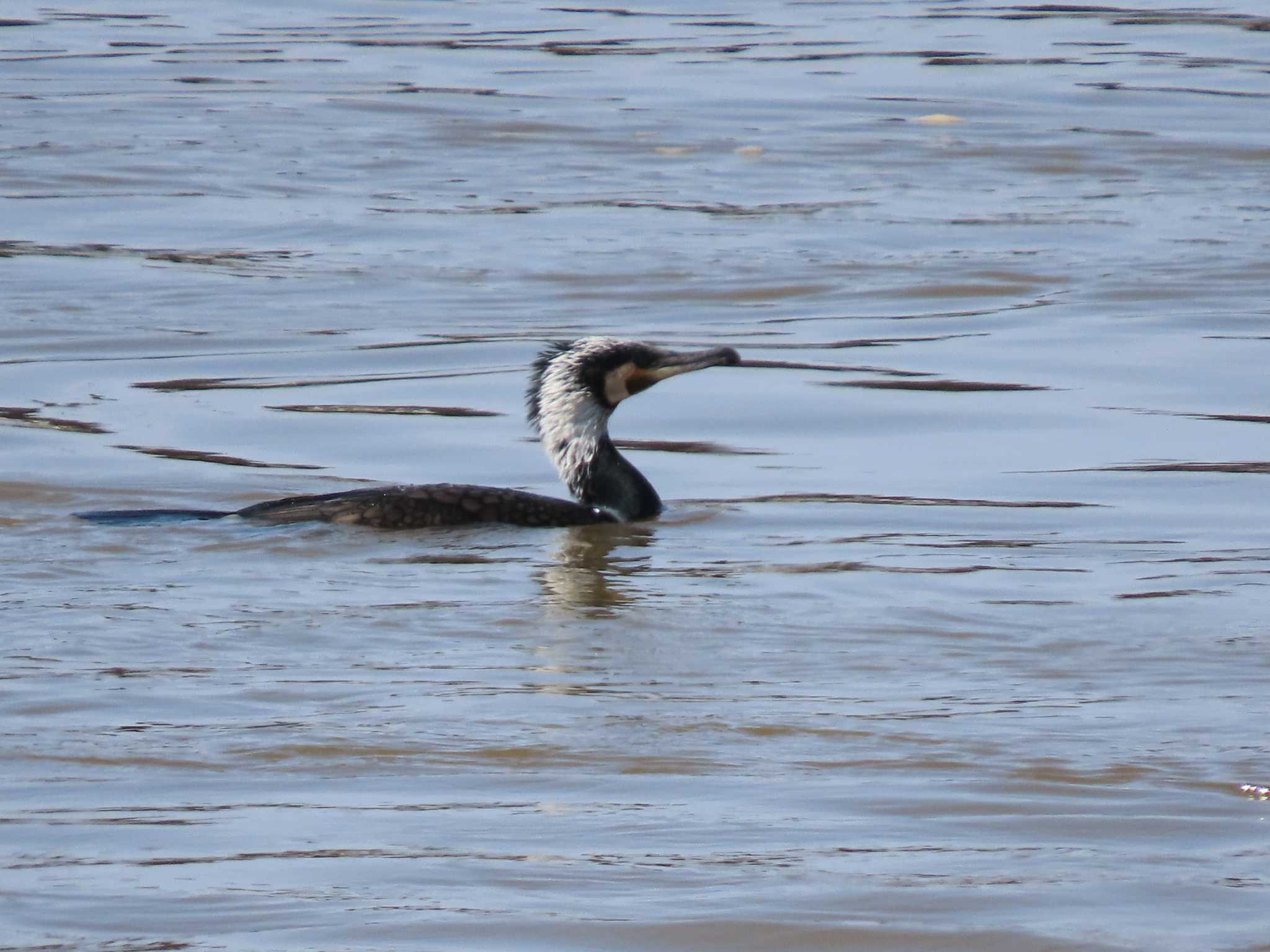 Photo of Great Cormorant at 石狩川流域湖沼群 by くまちん