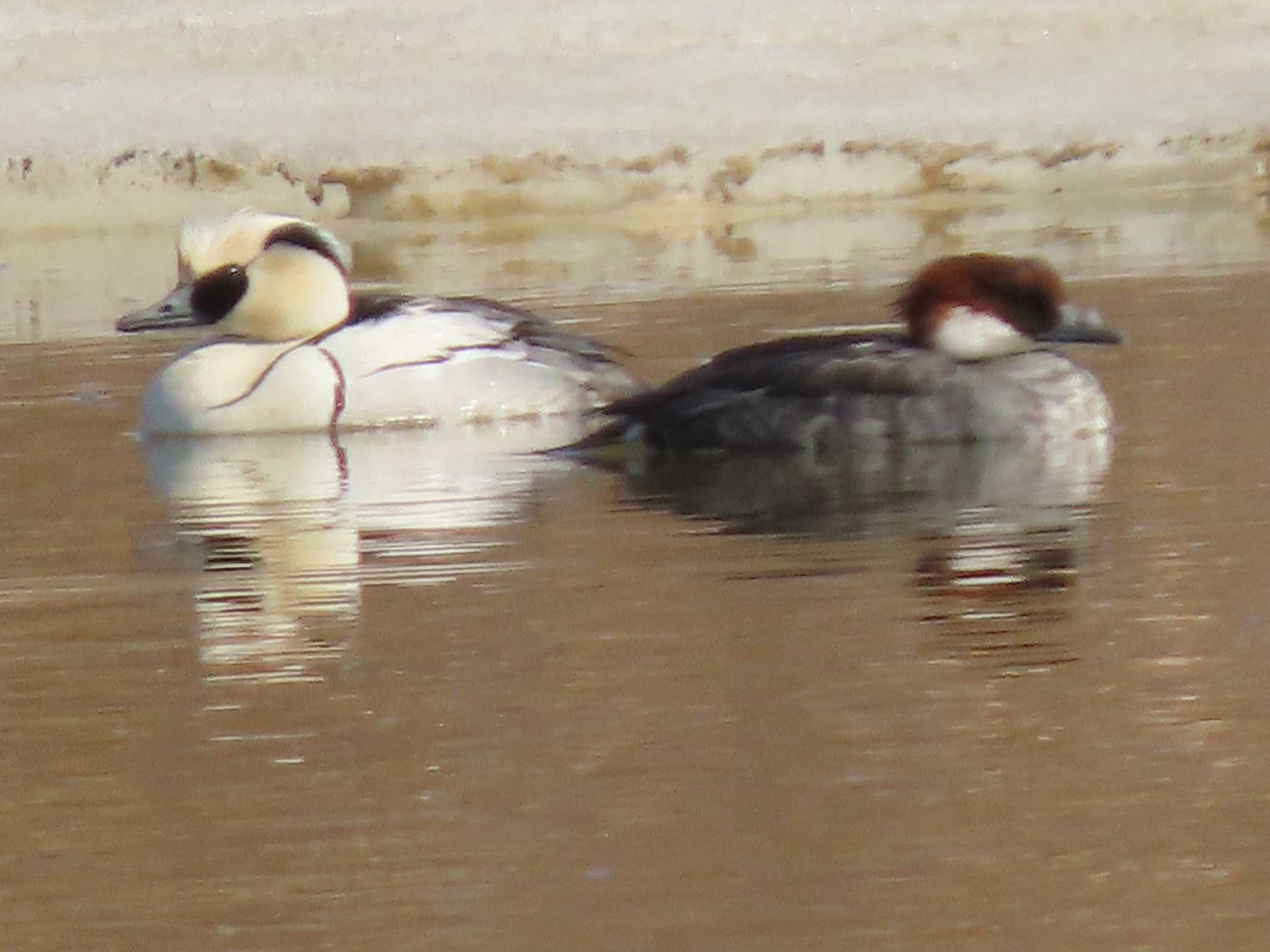 Photo of Smew at 石狩川流域湖沼群 by くまちん