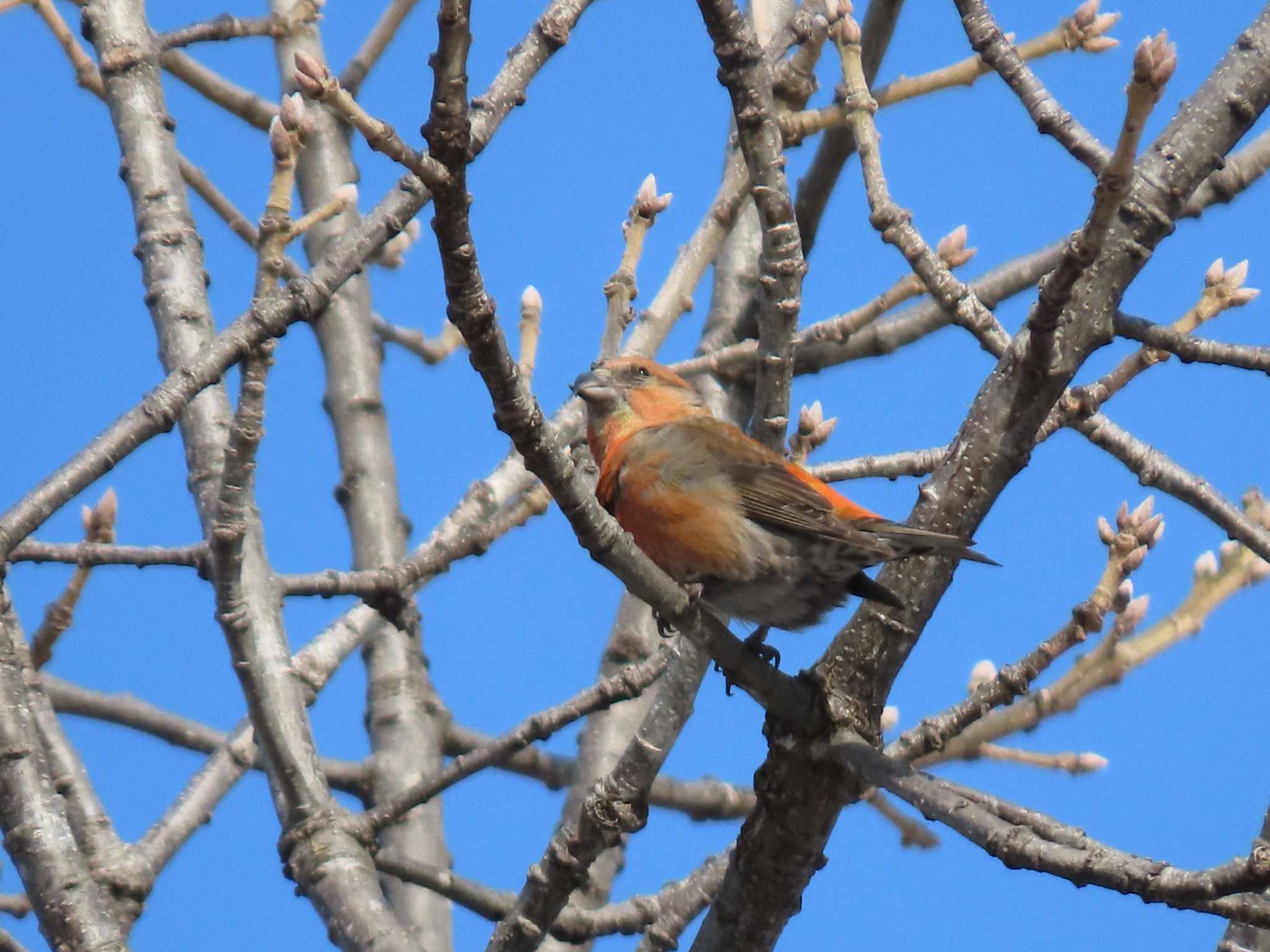 Photo of Red Crossbill at Makomanai Park by くまちん