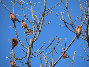 Red Crossbill Makomanai Park Sun, 3/28/2021