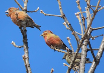 Red Crossbill Makomanai Park Sun, 3/28/2021