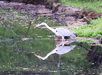 Grey Heron Yatoyama Park Sat, 4/3/2021