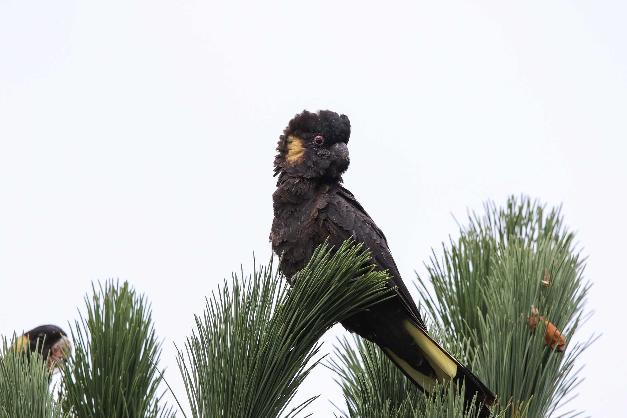 Photo of Yellow-tailed Black Cockatoo at Twelve Apostles Motel & Country Retreat by Trio