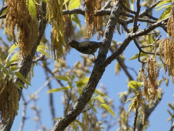 2021年4月3日(土) 横浜自然観察の森の野鳥観察記録