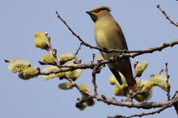 Japanese Waxwing 青森市野木和公園 Sat, 4/3/2021