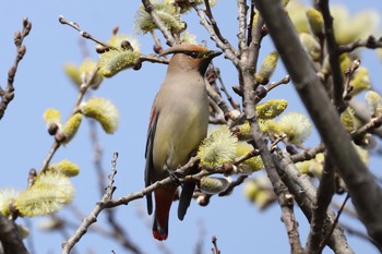 Japanese Waxwing 青森市野木和公園 Sat, 4/3/2021