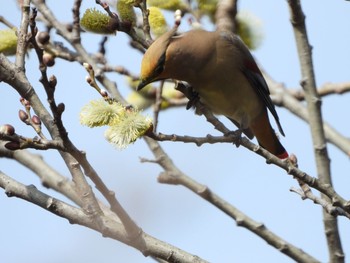 Japanese Waxwing 青森市野木和公園 Sat, 4/3/2021