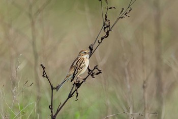 Pallas's Reed Bunting 福岡県 鞍手町 Sat, 4/3/2021