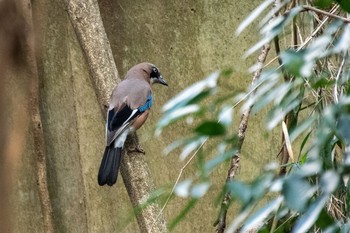 カケス 上尾丸山公園 2021年4月3日(土)