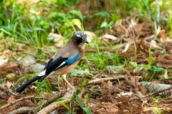 カケス 上尾丸山公園 2021年4月3日(土)