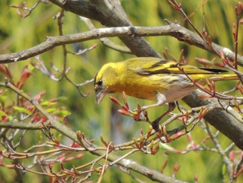 マヒワ 早戸川林道 2021年4月3日(土)