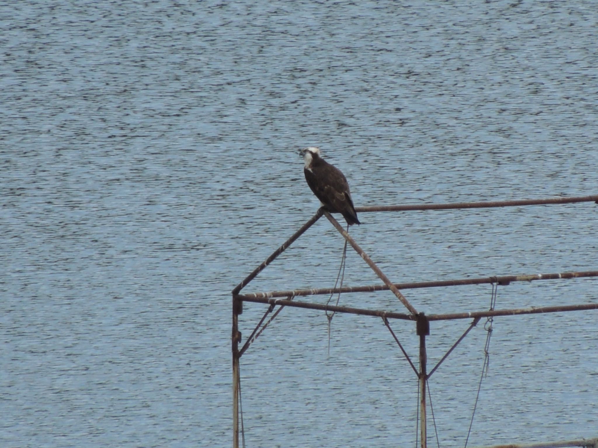 Photo of Osprey at Hayatogawa Forest Road by 823