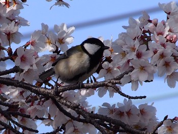 シジュウカラ 神戸市北区 2021年4月1日(木)