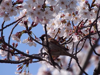 スズメ 神戸市北区 2021年4月1日(木)