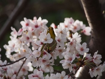 メジロ 神戸市北区 2021年4月1日(木)