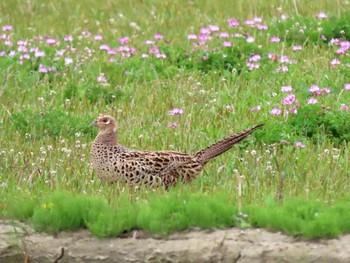 キジ 滋賀県 2021年4月3日(土)