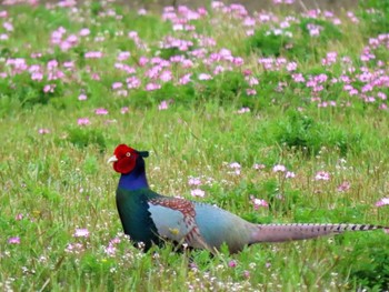 キジ 滋賀県 2021年4月3日(土)