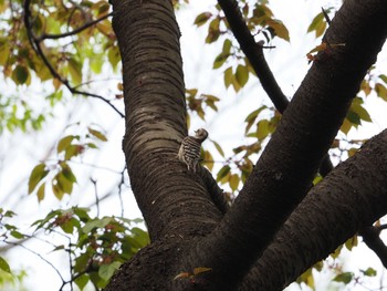 Sat, 4/3/2021 Birding report at Higashitakane Forest park