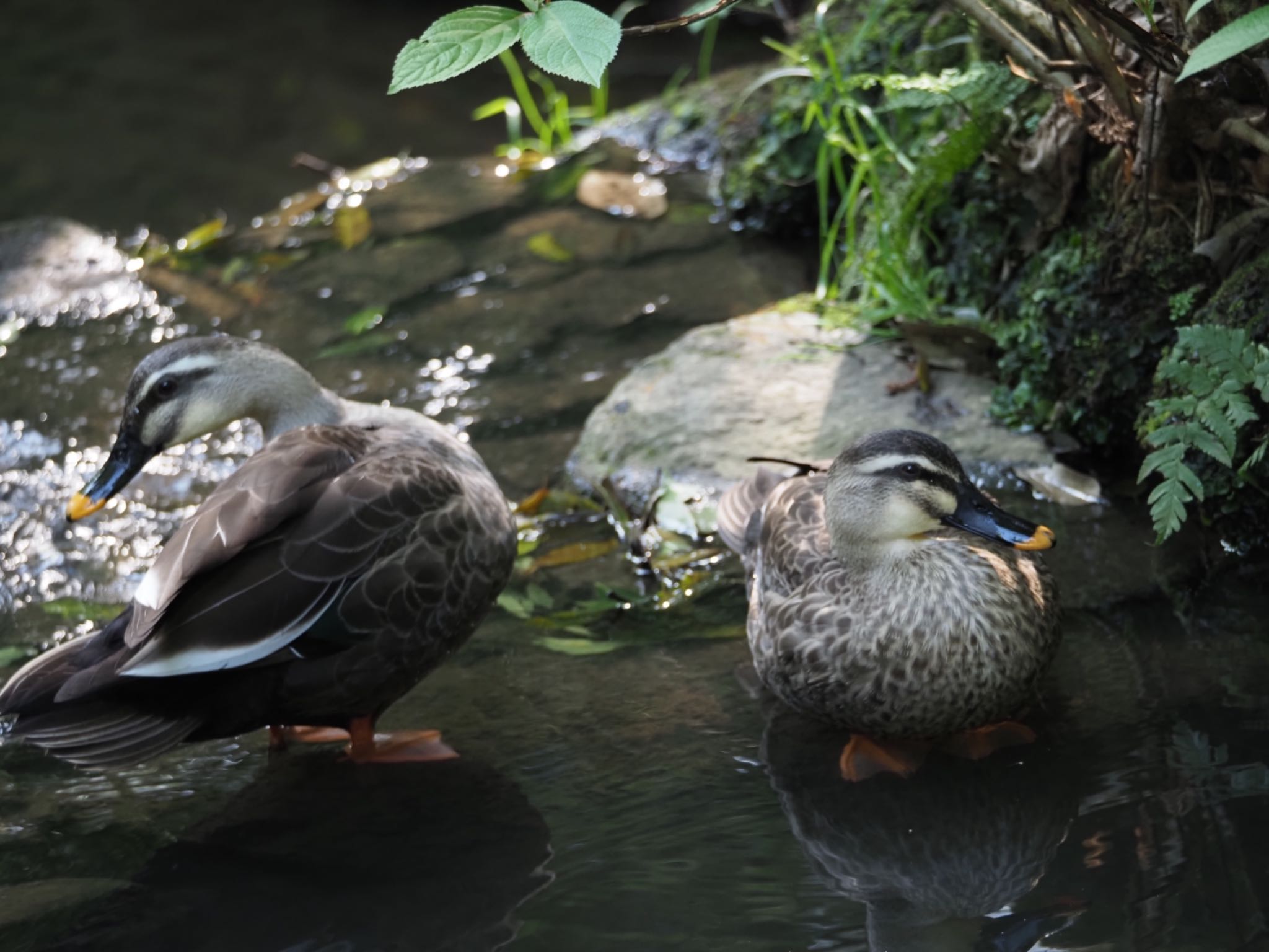 東高根森林公園 カルガモの写真 by メメタァ