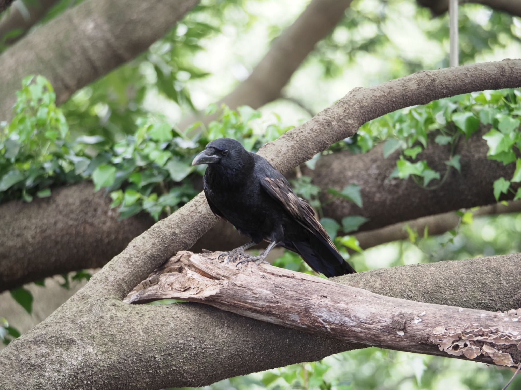 東高根森林公園 ハシブトガラスの写真 by メメタァ