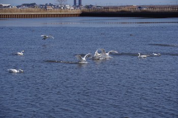 未同定 大沼(宮城県仙台市) 2021年2月1日(月)