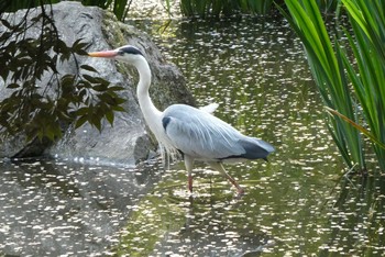 アオサギ 北区立名主の滝公園 2021年4月3日(土)