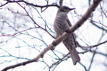 ヒヨドリ 発寒河畔公園(札幌市西区) 2021年4月3日(土)